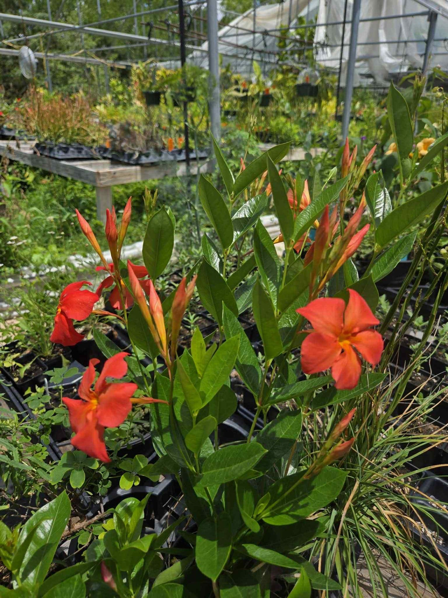 Dipladenia x. --Orange Fire Mandevilla--