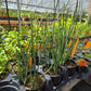 Euphorbia antisyphilitica --Candelilla--