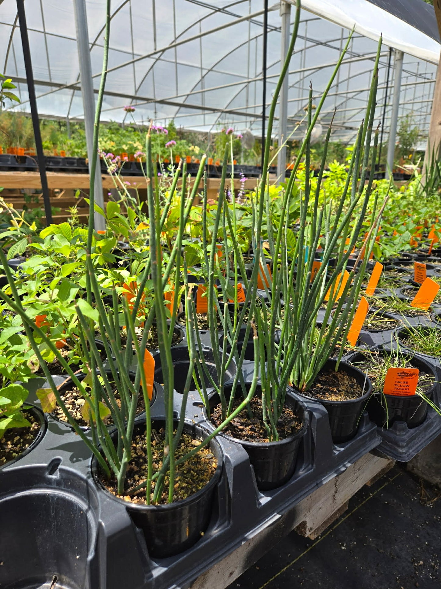 Euphorbia antisyphilitica --Candelilla--