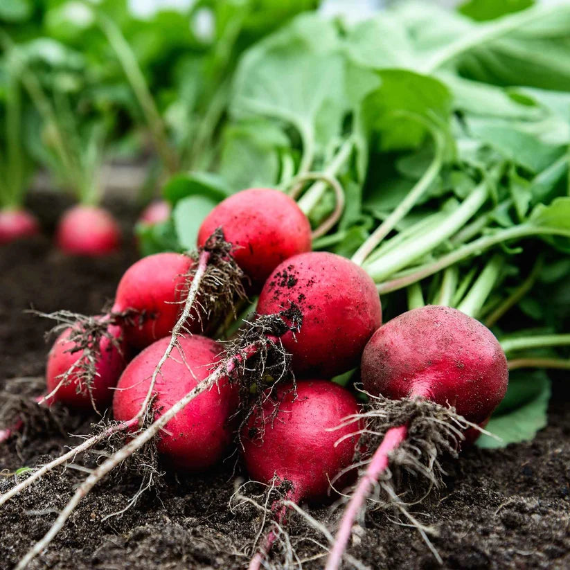 RADISHES 'Comet'
