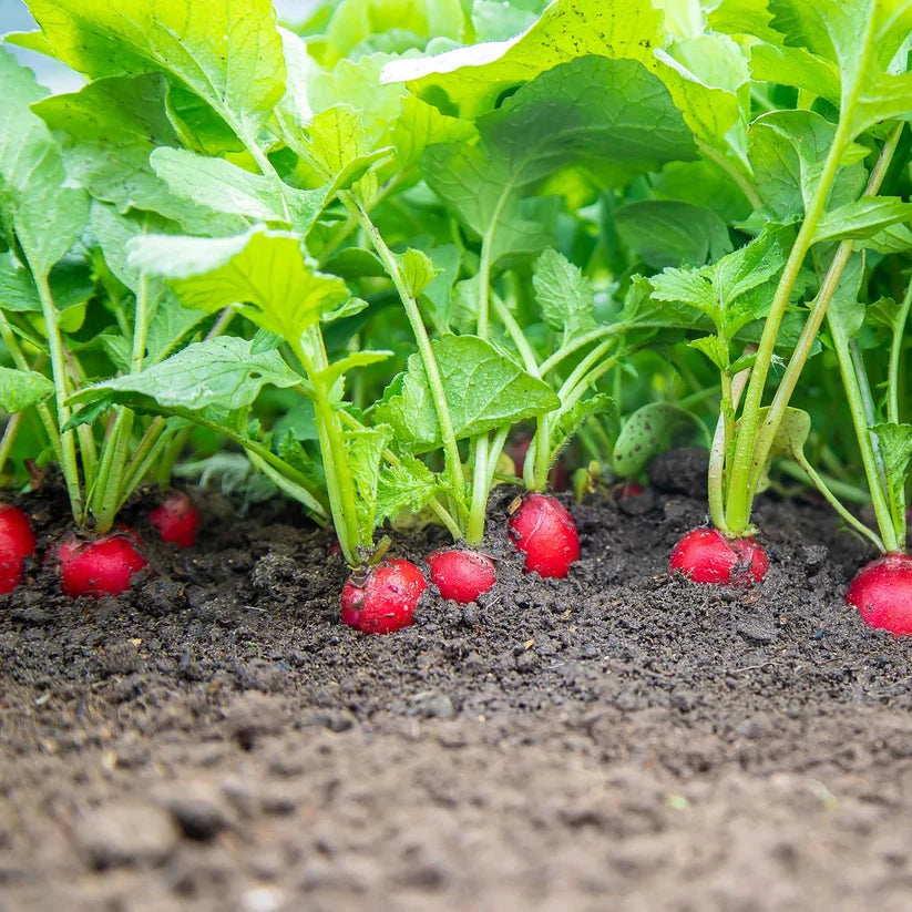 RADISHES 'Comet'