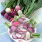 RADISHES 'Easter Egg II'