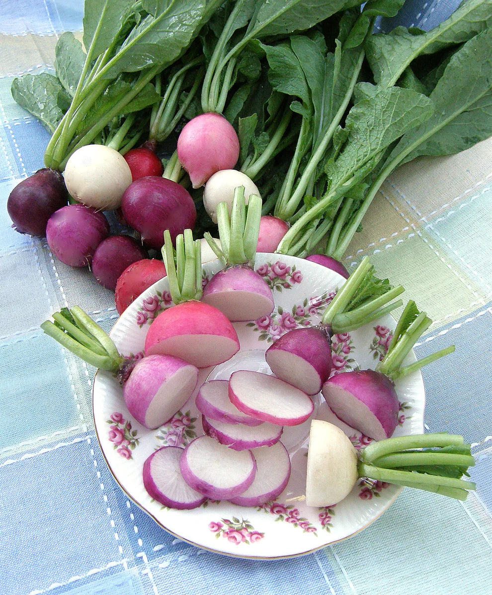 RADISHES 'Easter Egg II'