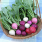 RADISHES 'Easter Egg II'