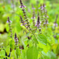 BASIL 'Holy Rama' --Ocimum sanctum 'Rama Tulsi'--