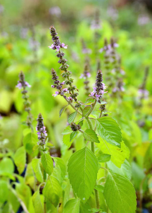 BASIL 'Holy Rama' --Ocimum sanctum 'Rama Tulsi'--