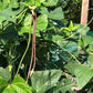 BEAN 'Chinese Red Noodle' --Vigna unguiculata--