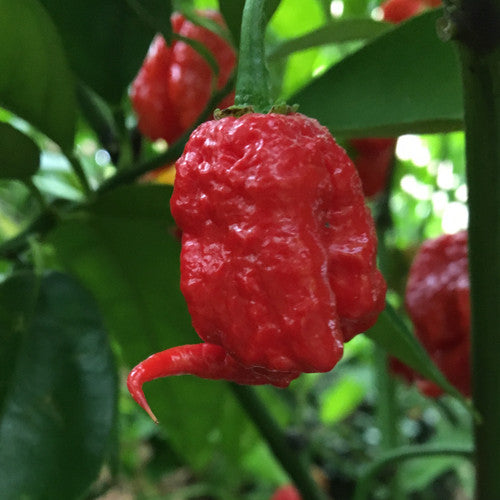 PEPPER 'Primotalii Red'