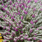Teucrium marum --Mediterranean Germander--