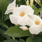 Mandevilla 'Sunmandeho' --Giant White Mandevilla--