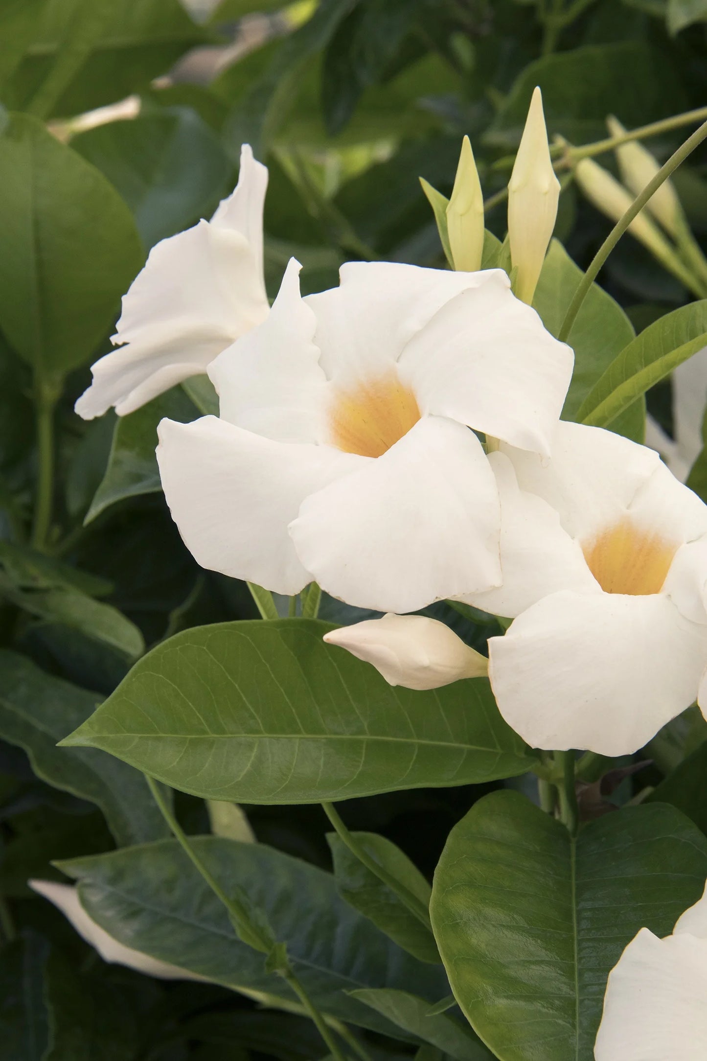 Mandevilla 'Sunmandeho' --Giant White Mandevilla--