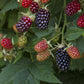 MARIONBERRY --Rubus fruticosus 'Marion'--