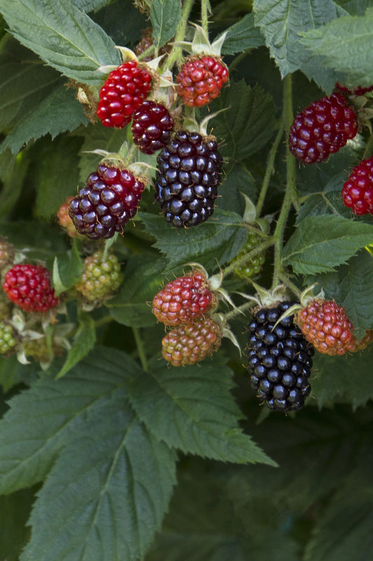 MARIONBERRY --Rubus fruticosus 'Marion'--