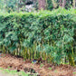 Bambusa textilis 'RG Dwarf' --Weaver's Dwarf Graceful Clumping Bamboo--