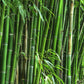 Bambusa textilis 'RG Dwarf' --Weaver's Dwarf Graceful Clumping Bamboo--