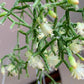 Rhipsalis cereuscula --Coral Cactus--