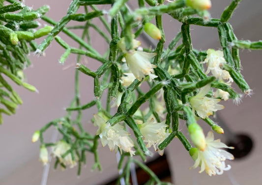 Rhipsalis cereuscula --Coral Cactus--