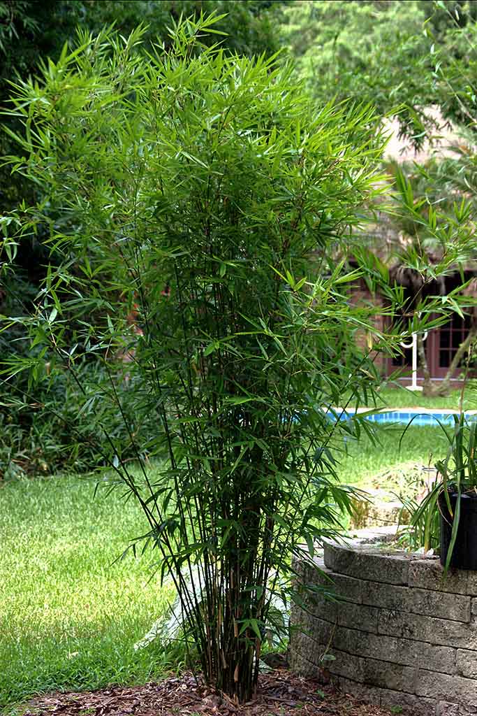 Bambusa sp. 'Richard Waldron' --Ladyfinger Clumping Bamboo--