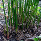 Bambusa sp. 'Richard Waldron' --Ladyfinger Clumping Bamboo--