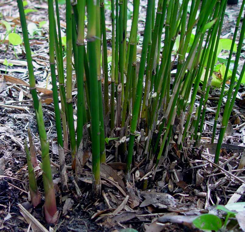 Bambusa sp. 'Richard Waldron' --Ladyfinger Clumping Bamboo--