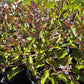Vitex Trifolia 'Purpurea' --Arabian Lilac--