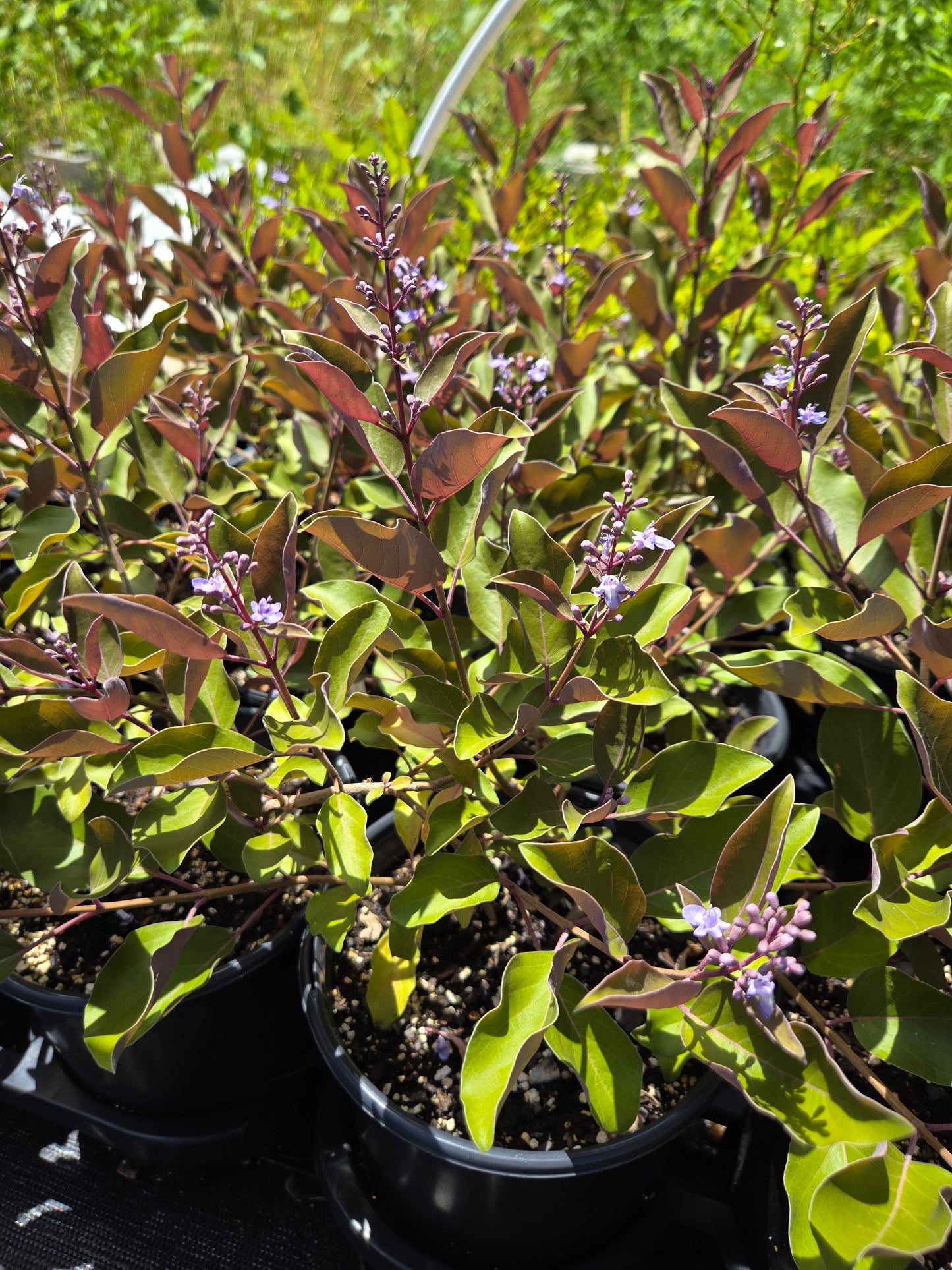 Vitex Trifolia 'Purpurea' --Arabian Lilac--
