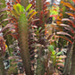 Euphorbia trigona 'Rubra' --Royal Red African Milk Tree--