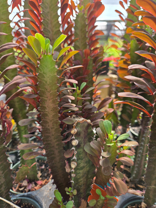 Euphorbia trigona 'Rubra' --Royal Red African Milk Tree--