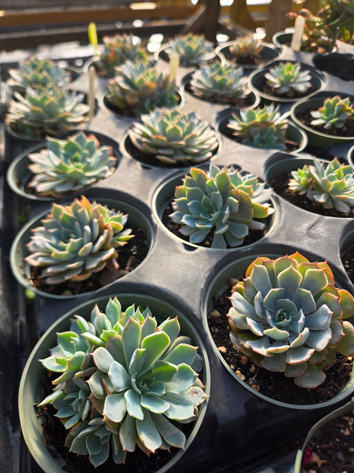 Echeveria 'Blue Heron'