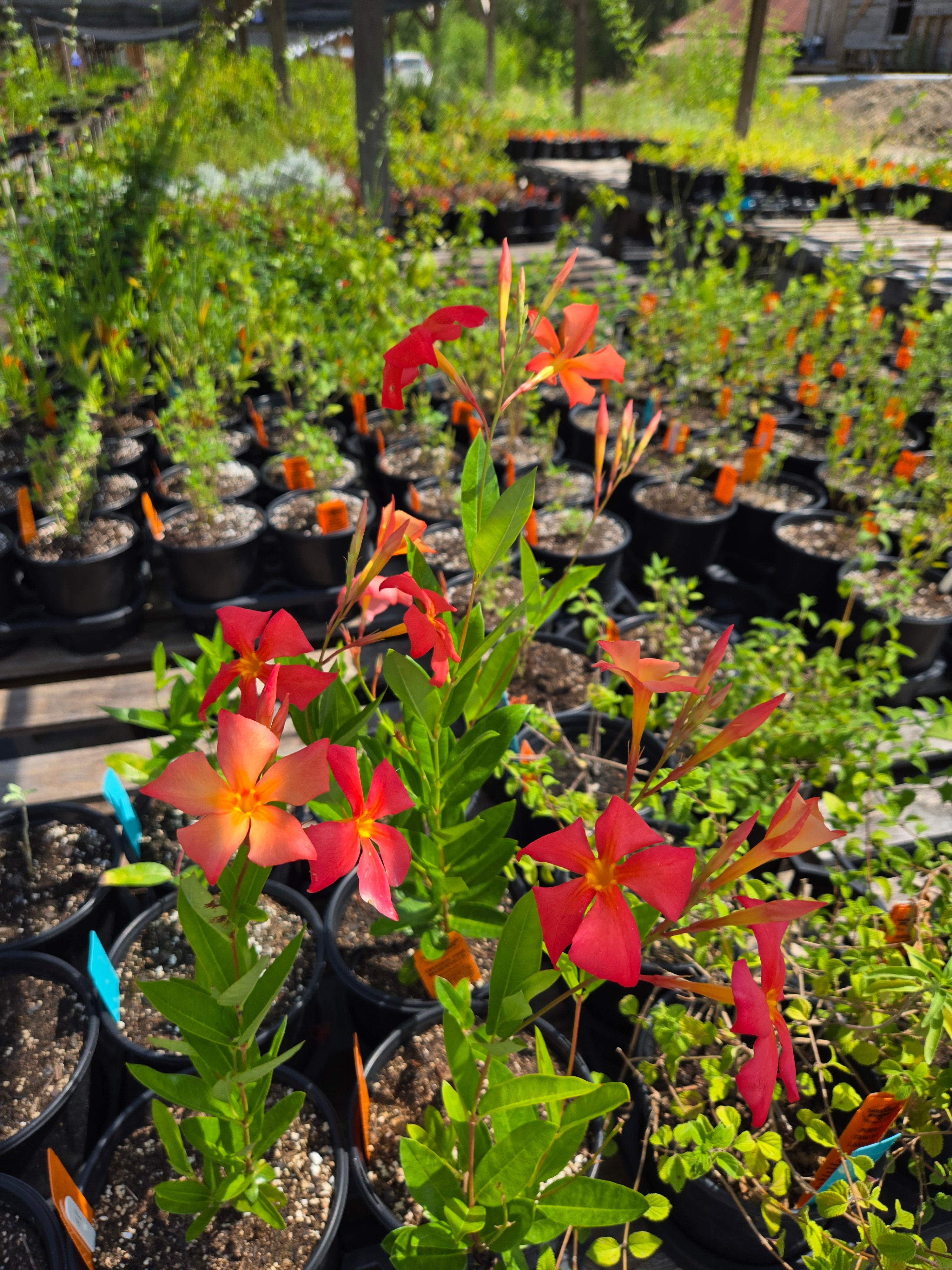 Dipladenia x. --Orange Fire Mandevilla-- - Austin Nursery – Lone