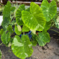 Colocasia esculenta 'Elepaio' --Variegated Elephant Ear--