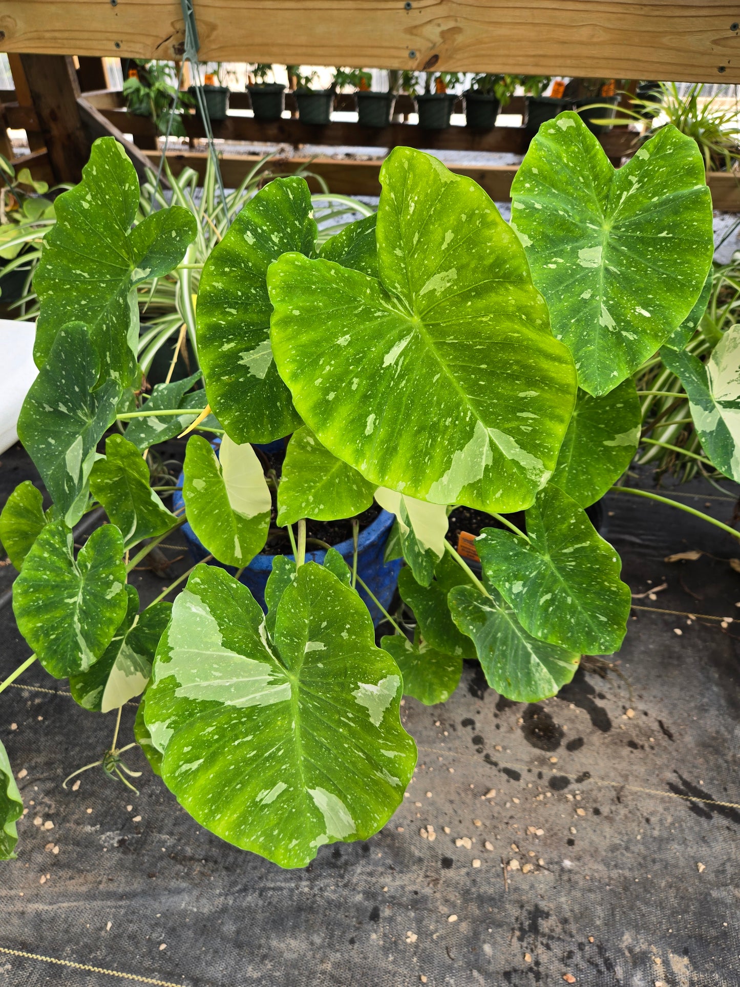 Colocasia esculenta 'Elepaio' --Variegated Elephant Ear--