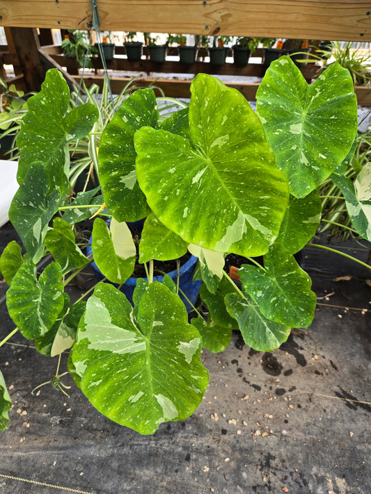 Colocasia esculenta 'Elepaio' --Variegated Elephant Ear--