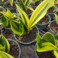 Sansevieria trifasciata --Gold Flame Snake Plant--