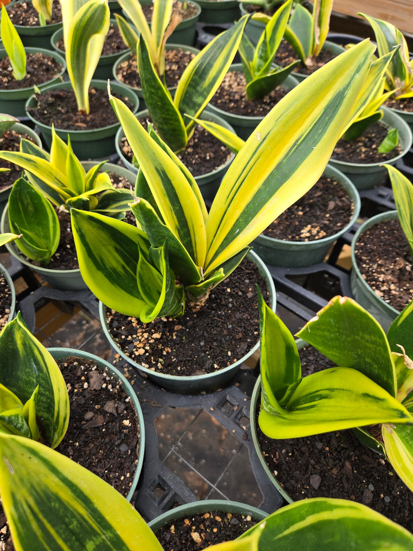 Sansevieria trifasciata --Gold Flame Snake Plant--