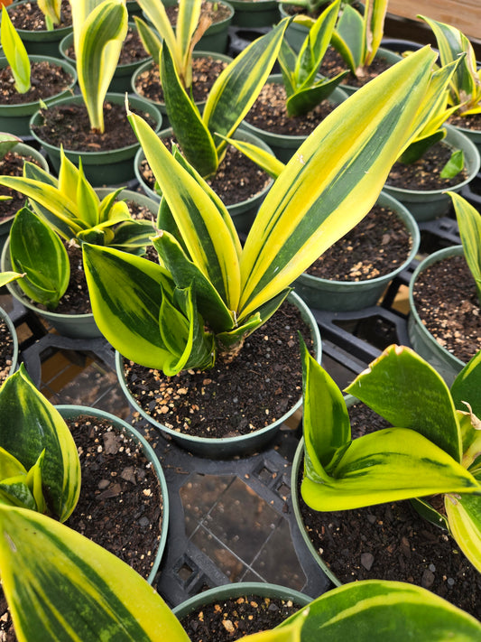 Sansevieria trifasciata --Gold Flame Snake Plant--