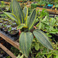 Sansevieria masoniana 'Variegata' --Variegated Whale Fin Snake Plant--