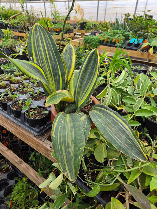Sansevieria masoniana 'Variegata' --Variegated Whale Fin Snake Plant--