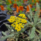 Achillea millefolium --Moonshine Yarrow--