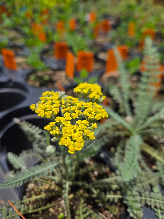 Achillea millefolium --Moonshine Yarrow--