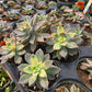 Graptopetalum paraguayense f. Variegata --Variegated Ghost Plant--