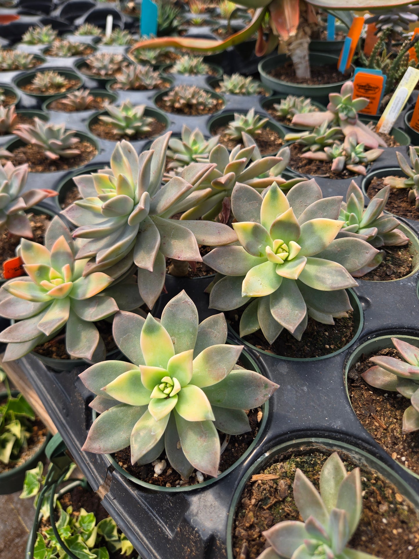variegated ghost succulent Graptopetalum paraguayense f. Variegata --Variegated Ghost Plant--