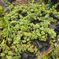 Portulacaria afra 'Variegata' --Variegated Manny Elephant Food--