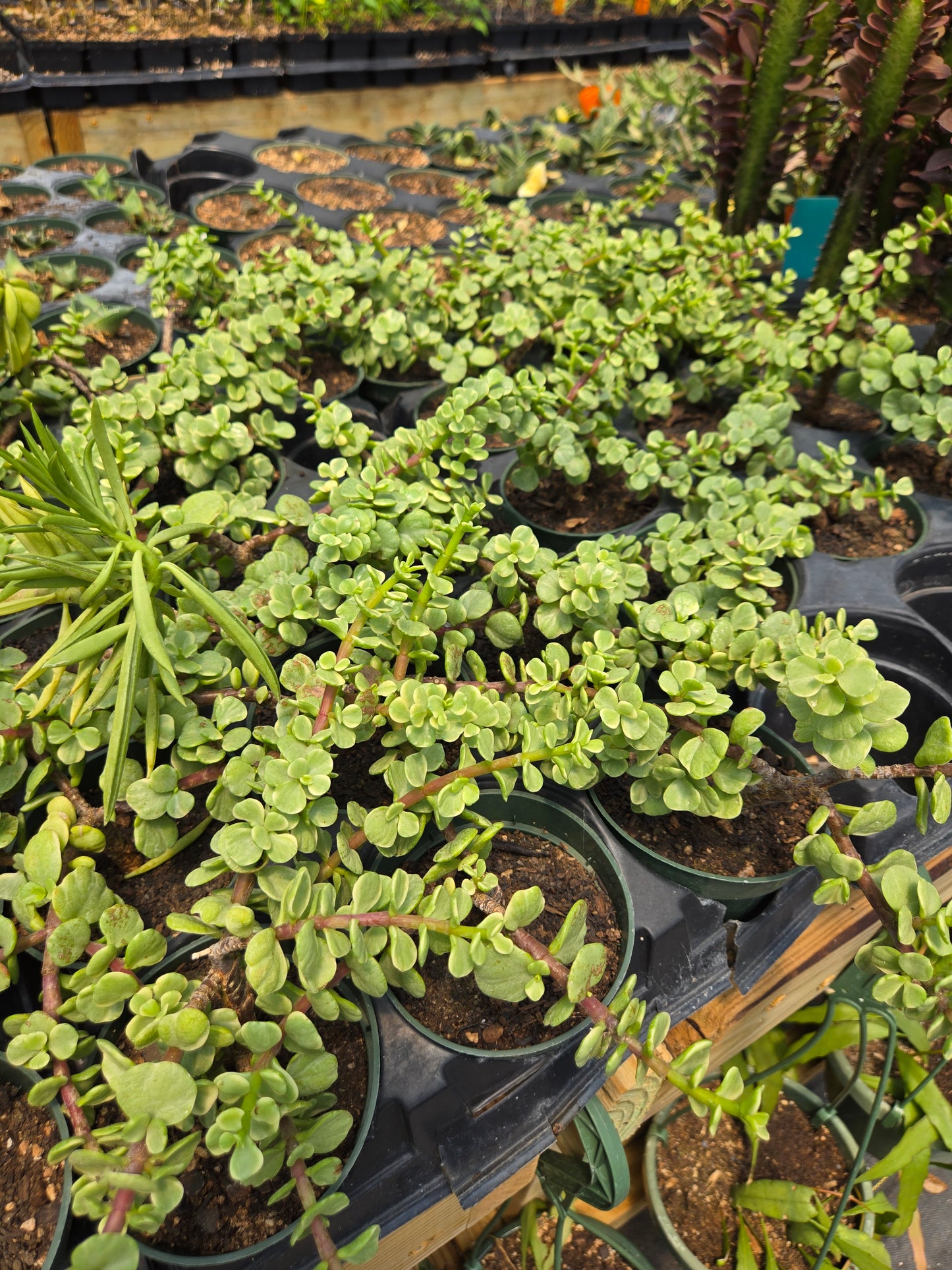 Portulacaria afra 'Variegata' --Variegated Manny Elephant Food--