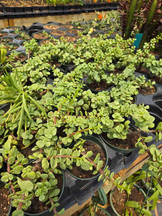 Portulacaria afra 'Variegata' --Variegated Manny Elephant Food--