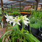 Crinum --Alba Lily--