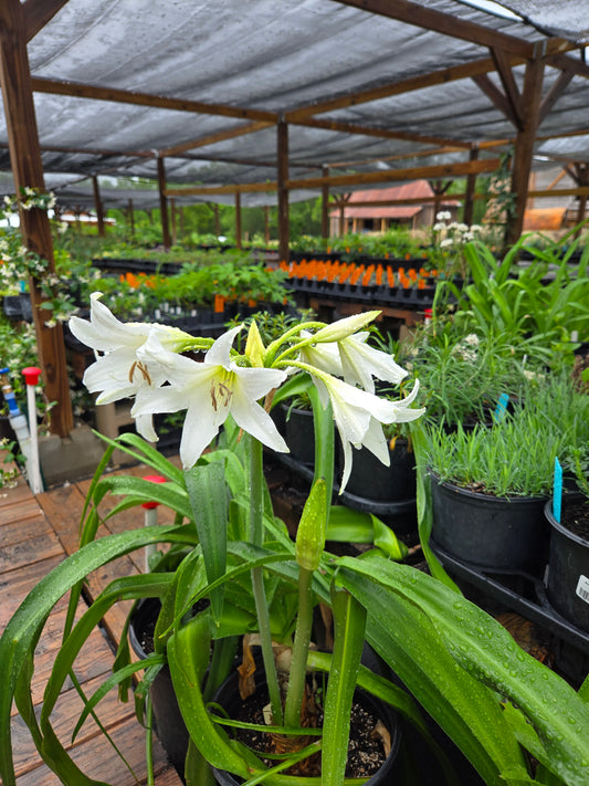 Crinum --Alba Lily--