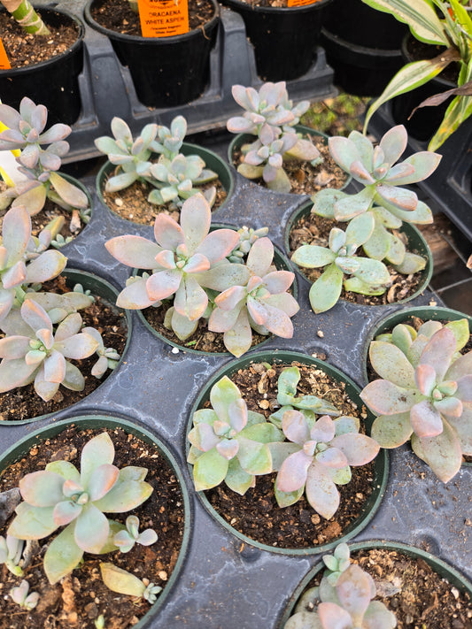 Graptoveria 'Titubans Variegata'