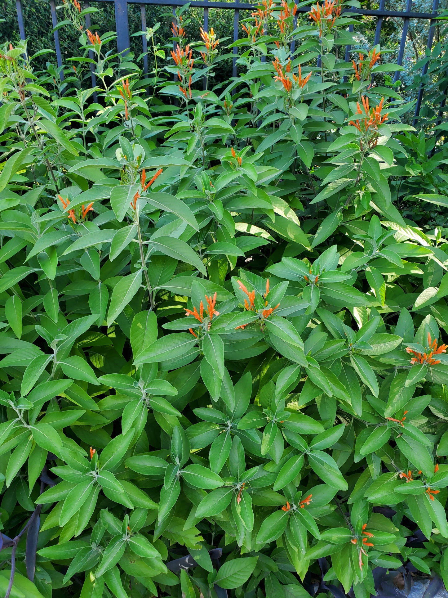 Justicia spicigera --Mexican Honeysuckle--