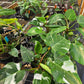 Philodendron 'White Princess'